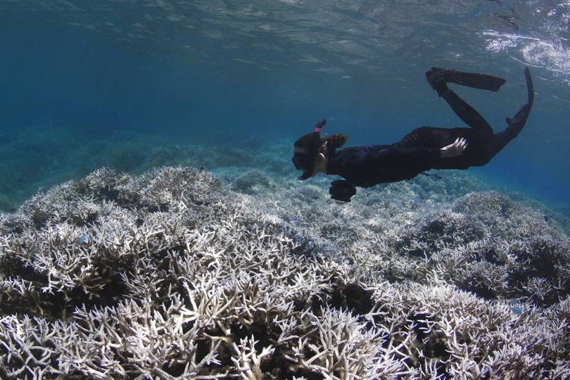 Coral bleaching devastating global event will damage 38 percent of