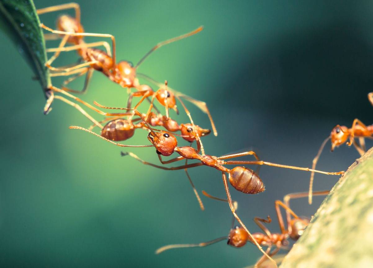 Carpenter ants 'throw up' on each other to say hello