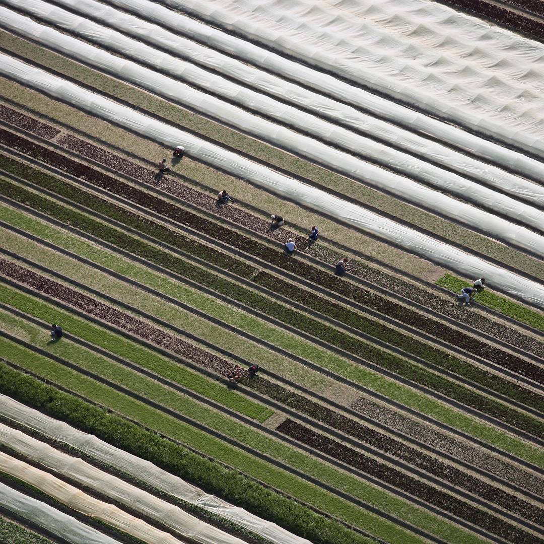 Image: Brexit hit farms hard. Coronavirus may leave food rotting in the fields