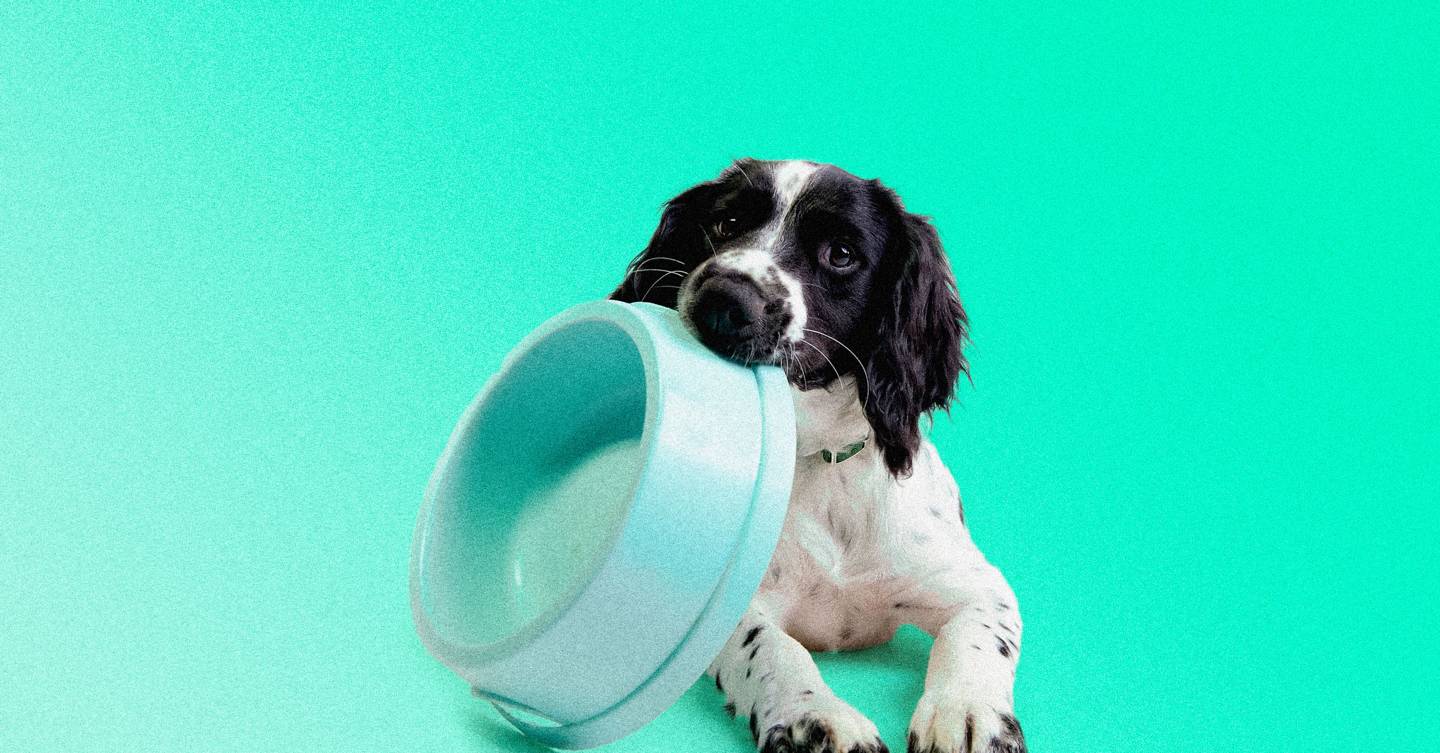 Should your pets be vegan? | WIRED UK