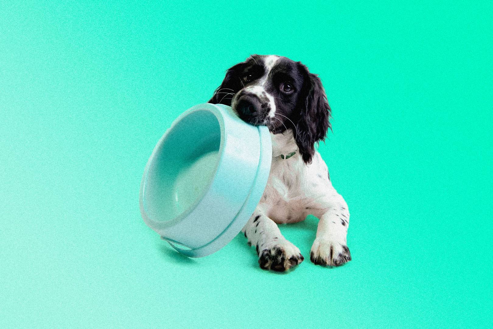 Should your pets be vegan?