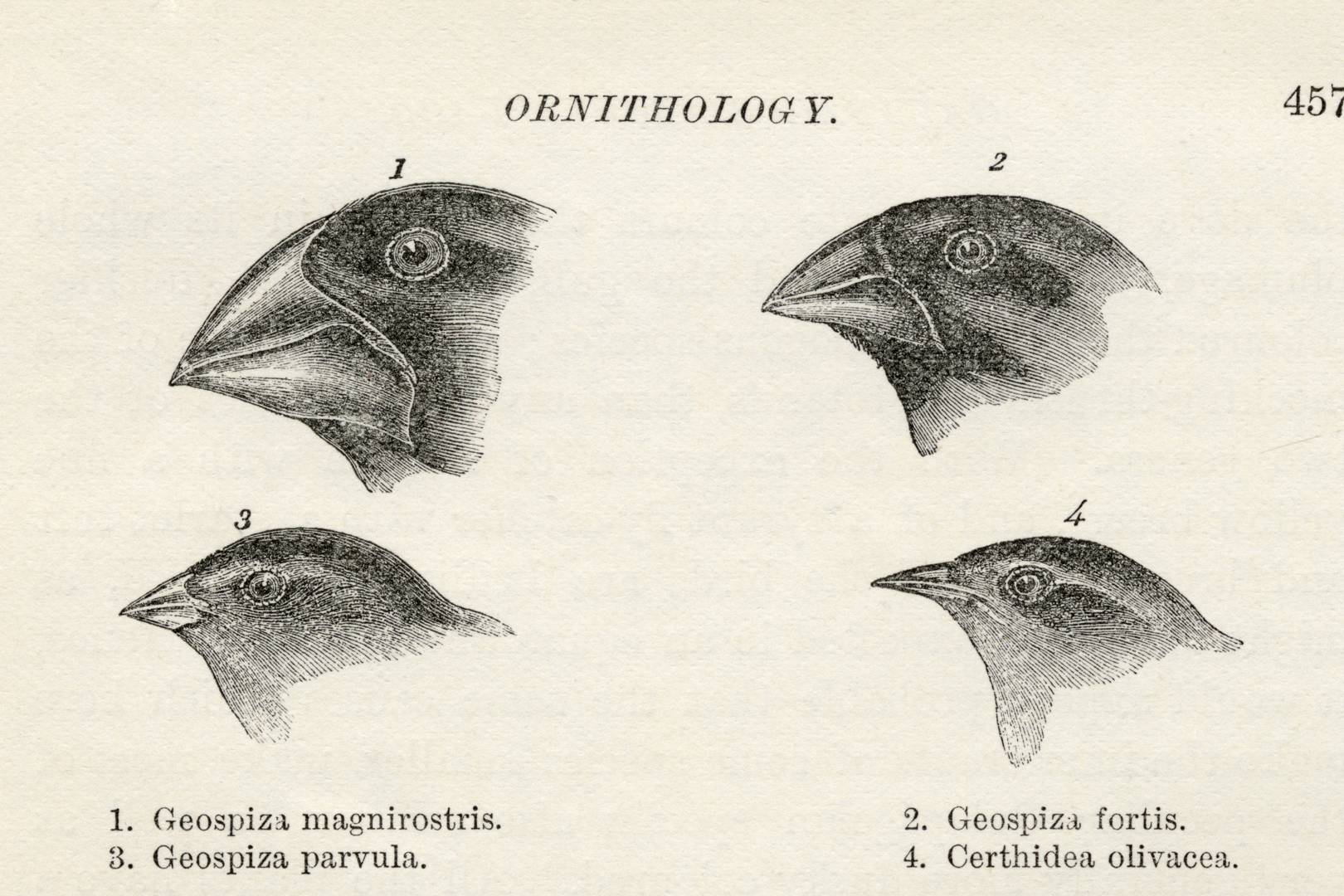 Friday briefing: A new species of Galapagos finch evolved in just two generations
