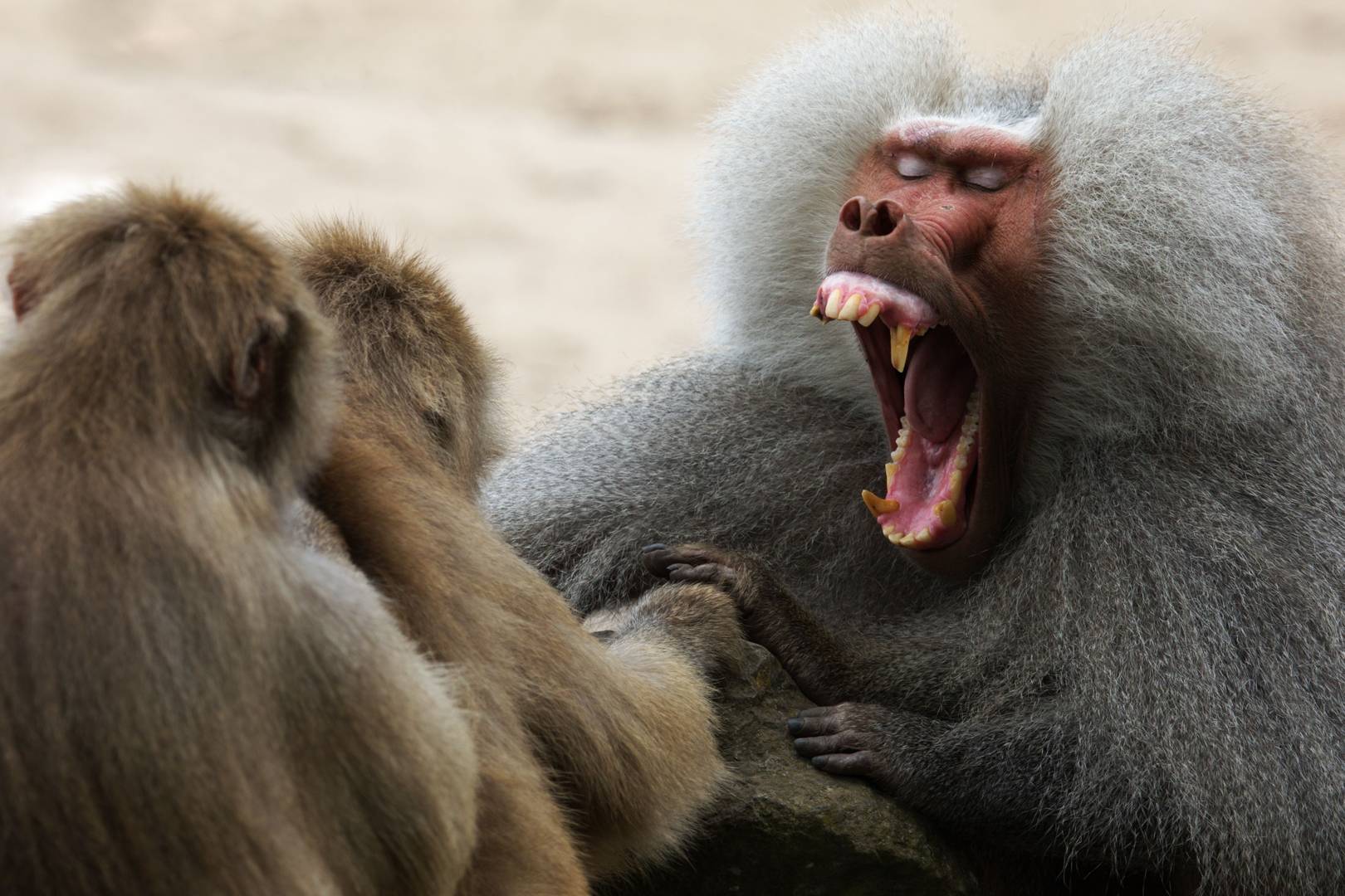 Baboons use vowel sounds remarkably similar to those found in human speech