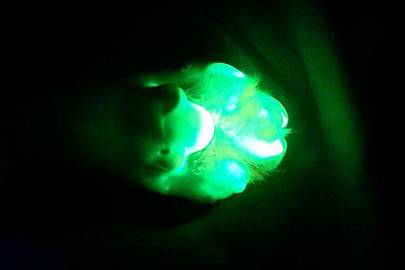 South Korean scientists create Tegon, the glow-in-the-dark dog | WIRED UK