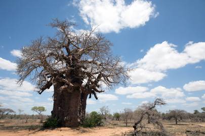 Baobab tree in Keer-Keer, South Africa.