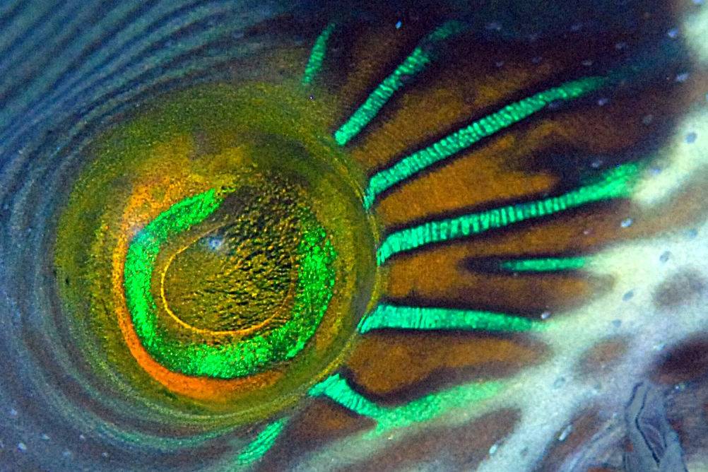 From camouflage to bioluminescent anuses: the weird world of fish eyes