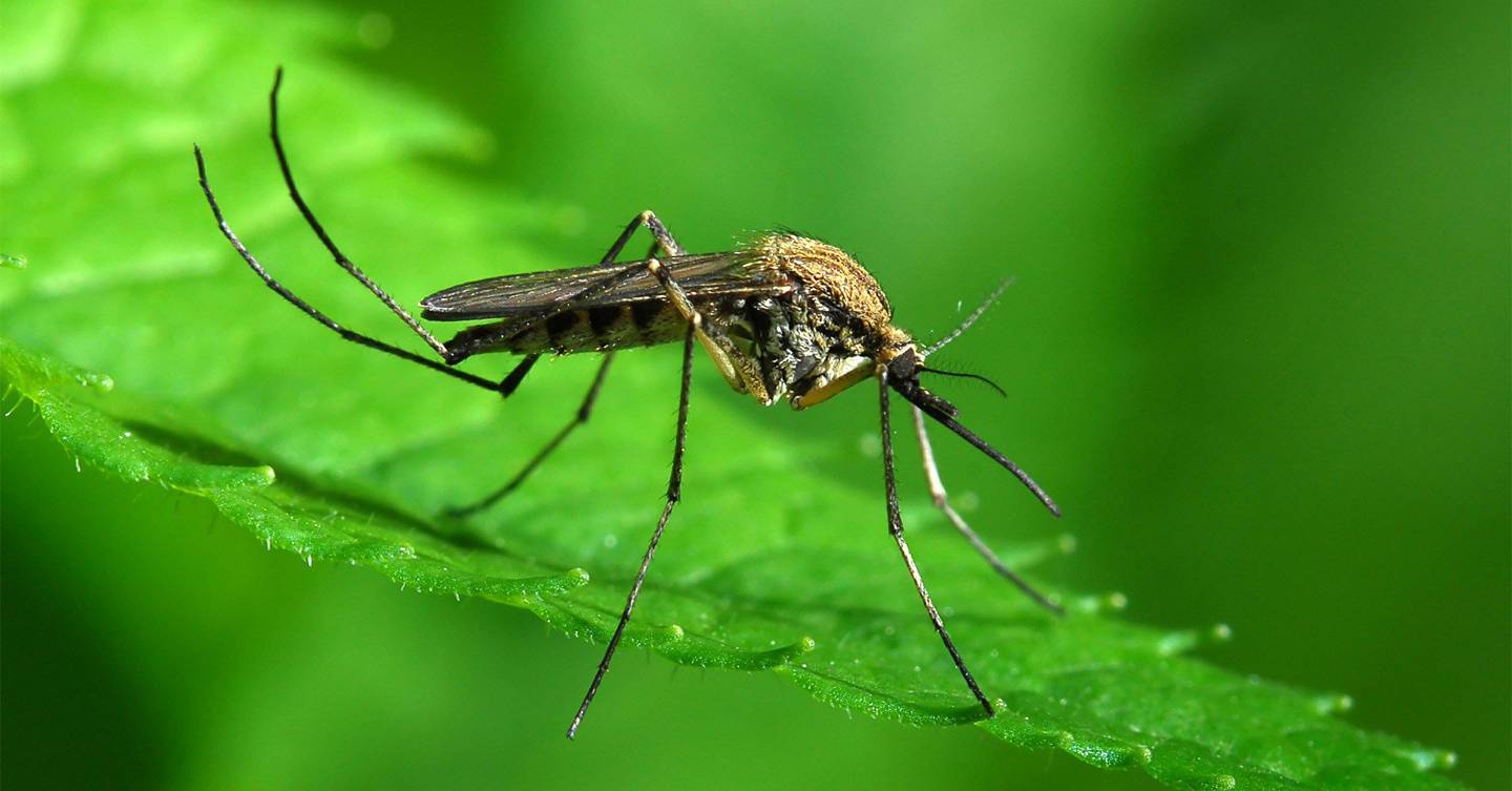 Fly vs raindrop how mosquitoes can soar through a downpour WIRED UK
