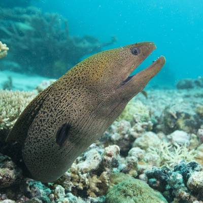 Palau National Marine Sanctuary becomes sixth largest in the world ...