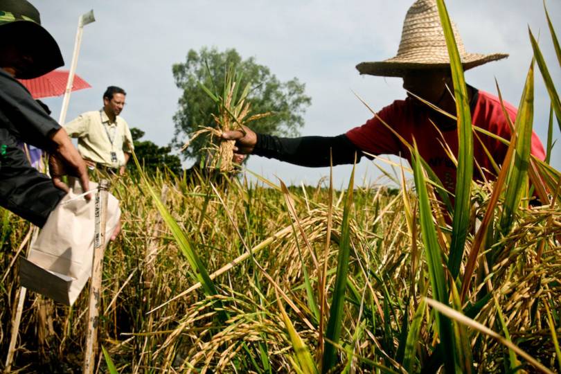 Filipino farmers destroy GM crops designed to alleviate malnutrition