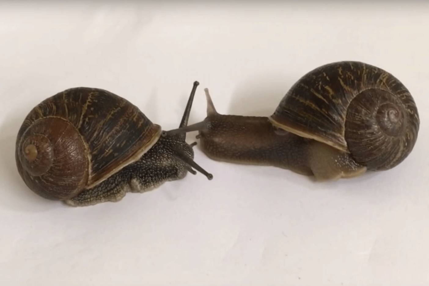Gastropod love triangle: mutant snail Jeremy single again after his suitors mate with each other