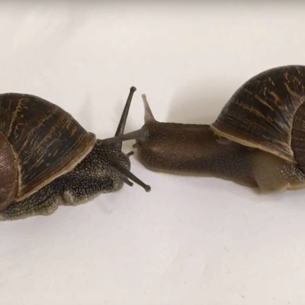 snailsvn uninstall