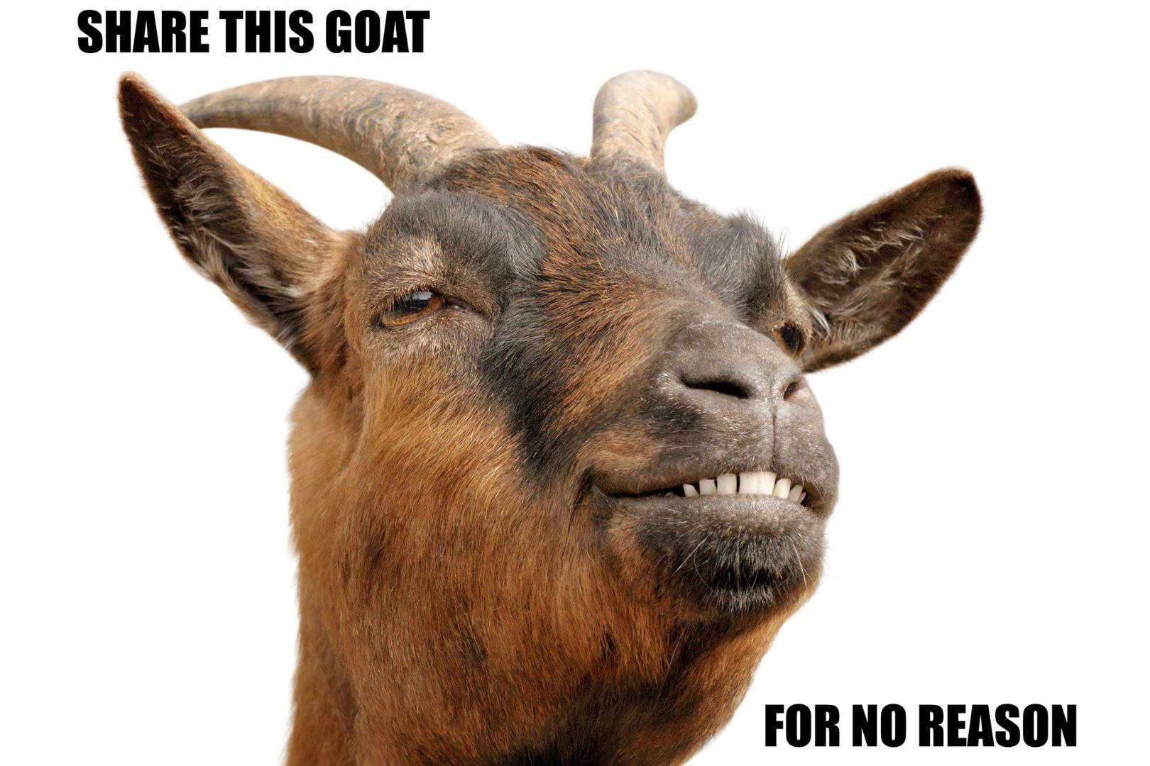 Image result for Goat