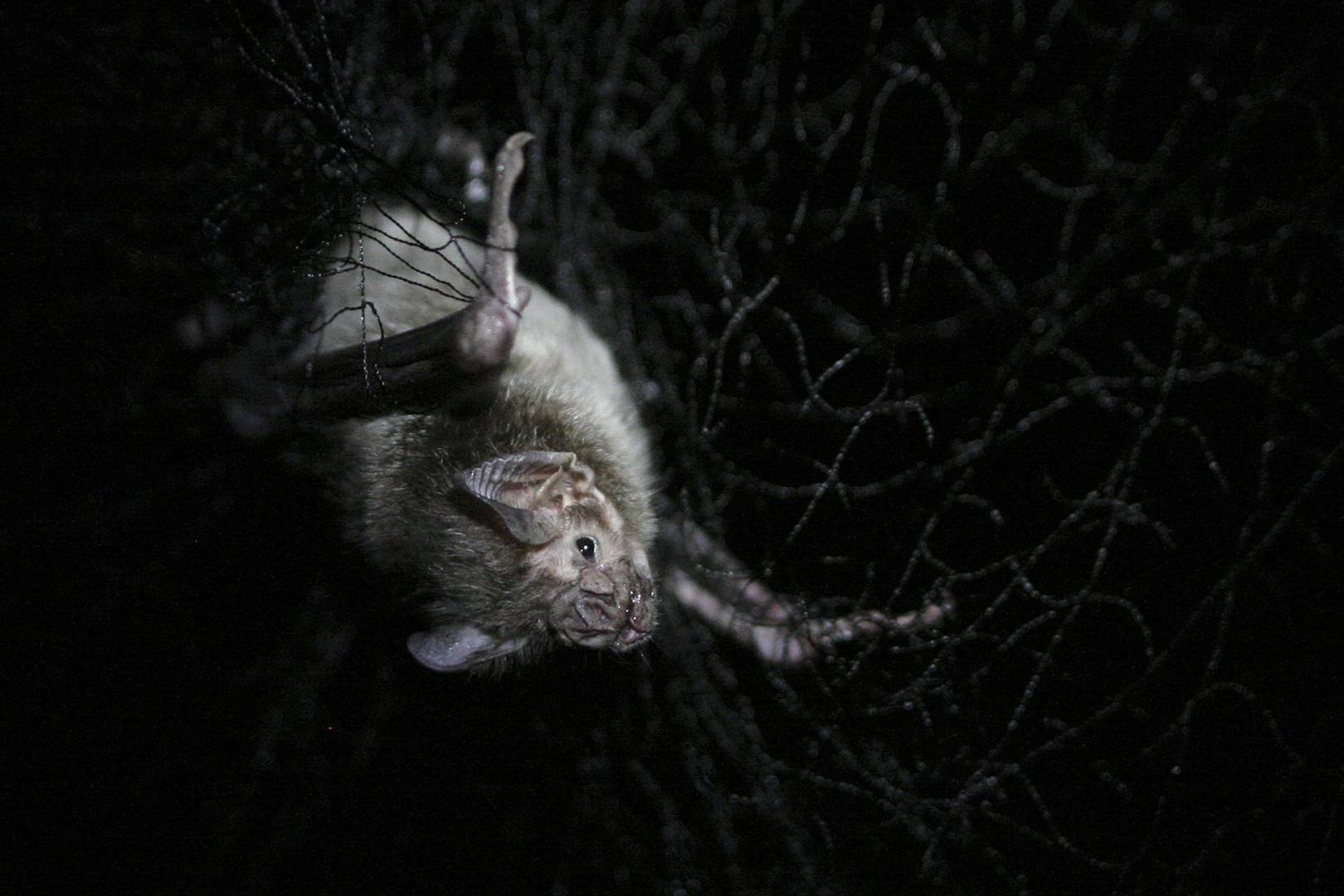 Vampire bats in Brazil are feeding on humans