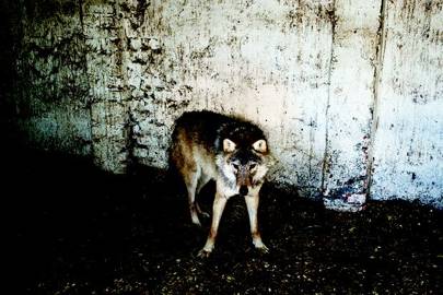 chernobyl wolf half life rages debate meltdown scientific years after mutant