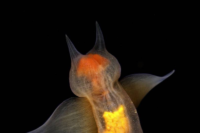 In pictures: Sea angels and other amazing undersea creatures | WIRED UK