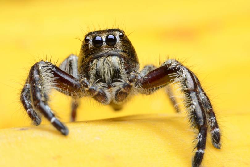 This spidertopping super wood is the strongest biomaterial ever WIRED UK