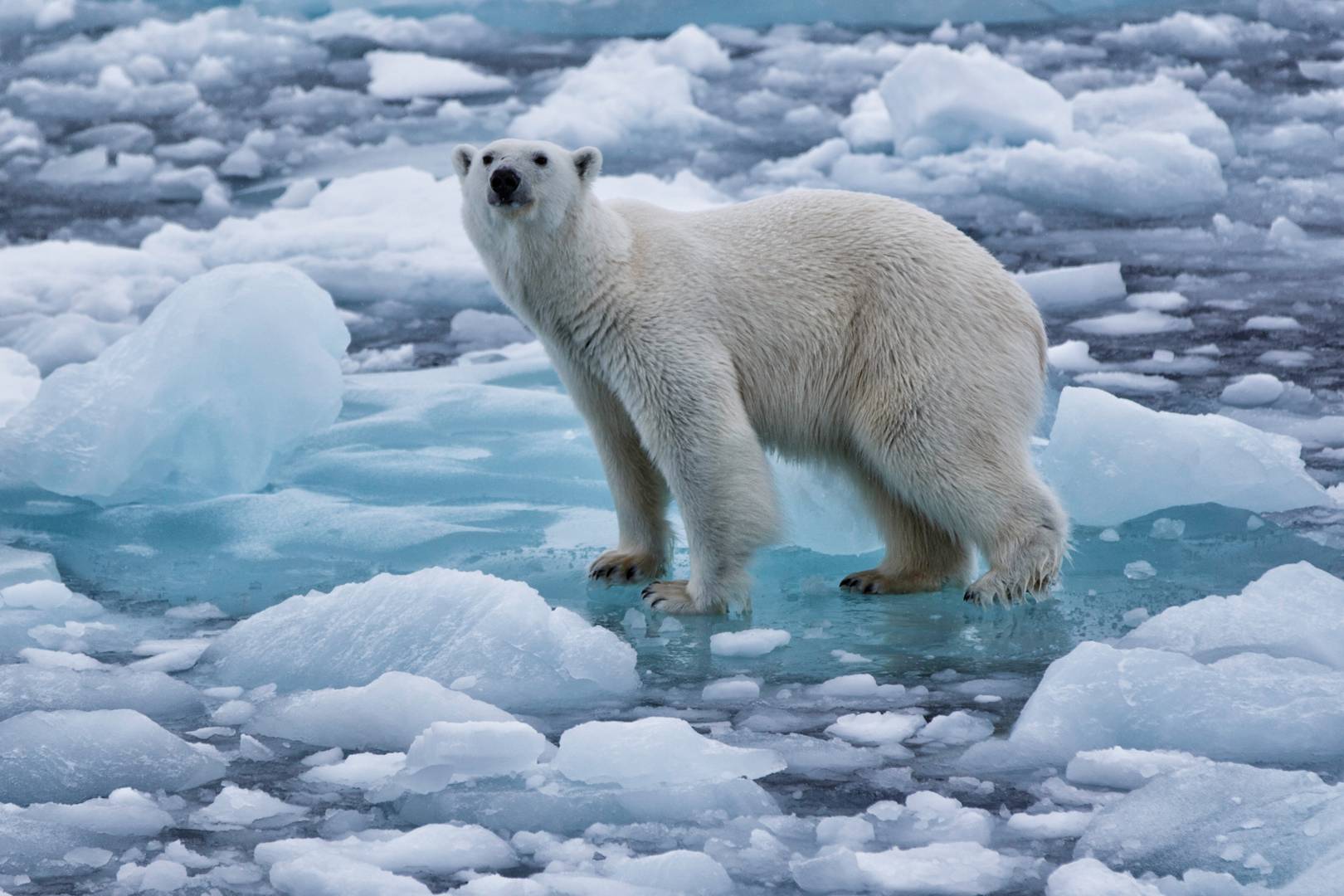 Hey, Donald Trump: countries with more climate change policies are better at reducing emissions