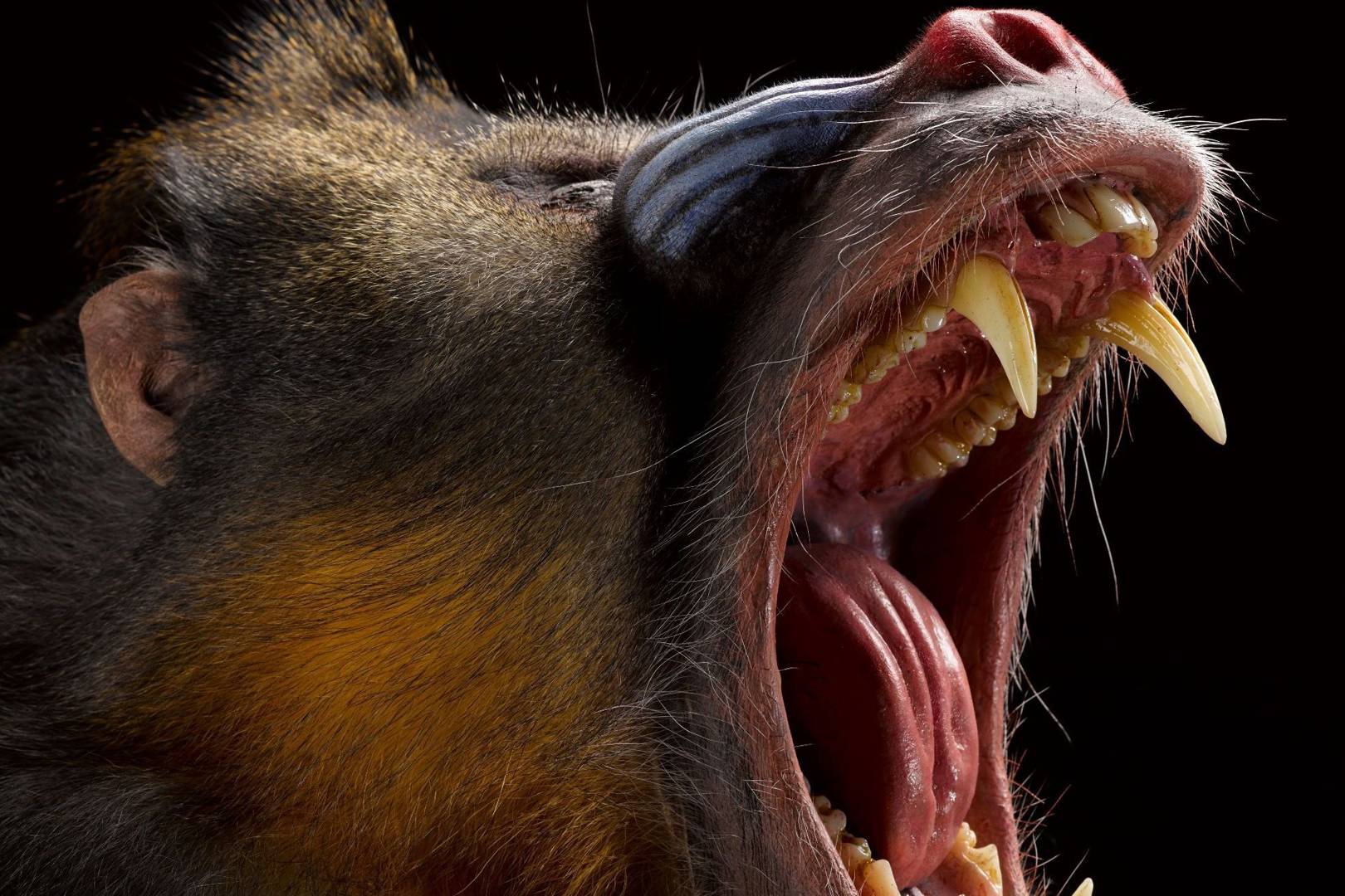 Eerie taxidermy models of monkeys, lemurs and apes go on display