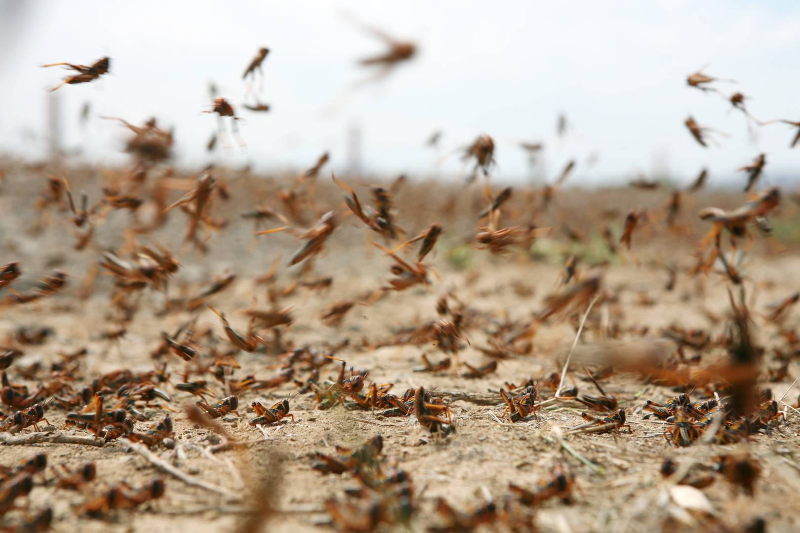 The US military is hacking insects with virus DNA, raising fears of dangerous new bio-weapons