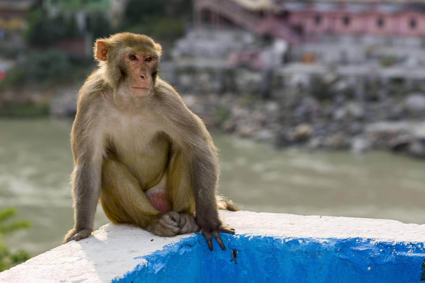 Rhesus monkeys pass the self-awareness test by examining their genitals and face in a mirror