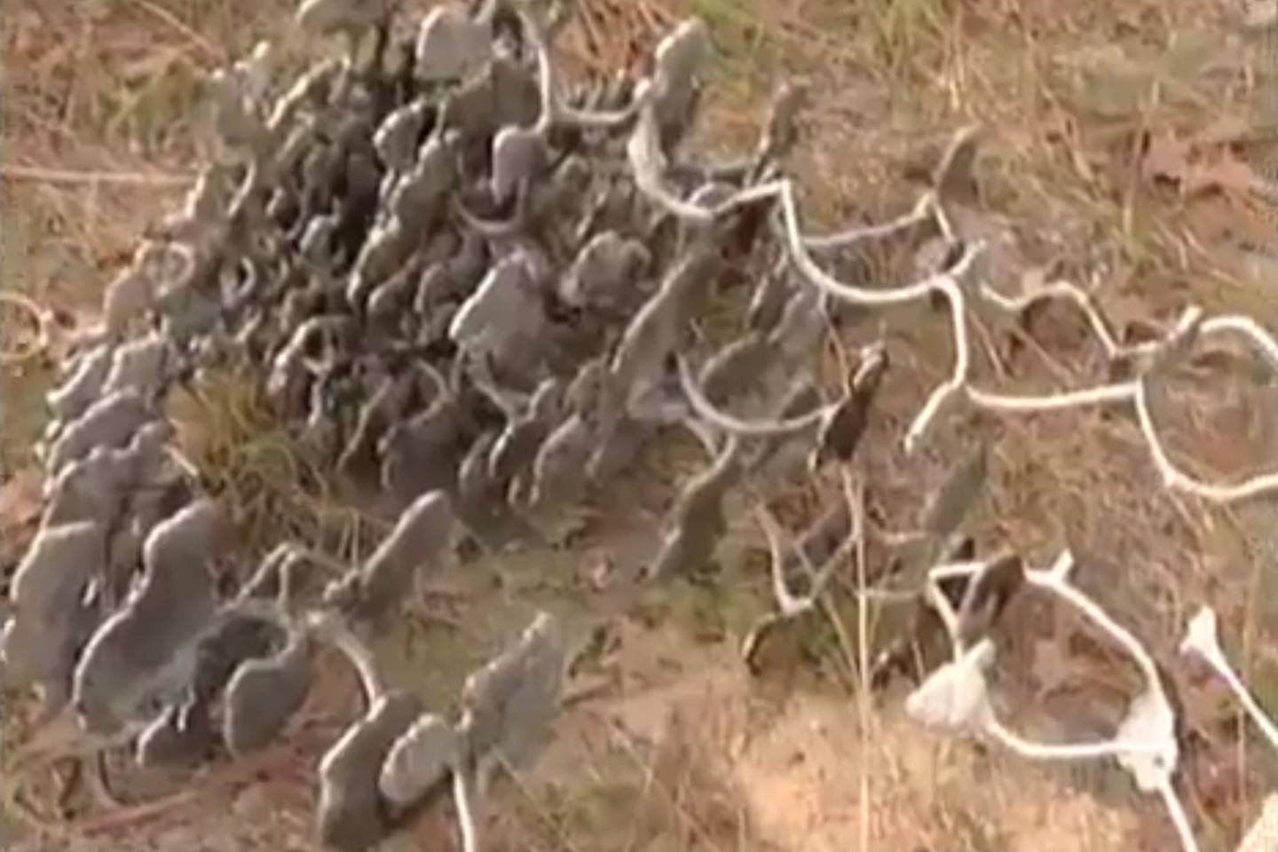 Molten metal poured into ant nests to create 3D architectural models