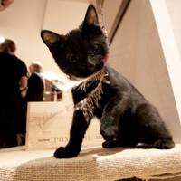 This is London  s first cat  cafe  Lady Dinah s Cat  Emporium 