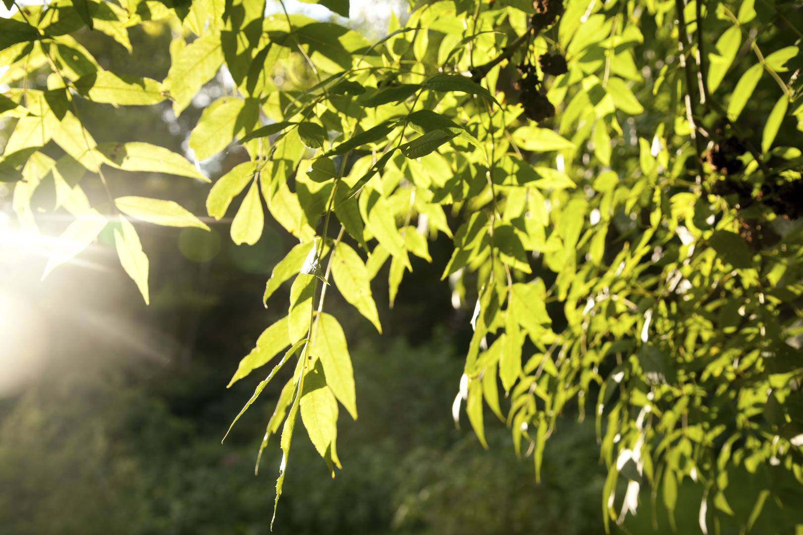 Photosynthesis 'created' in a lab can produce hydrogen for 10 hours