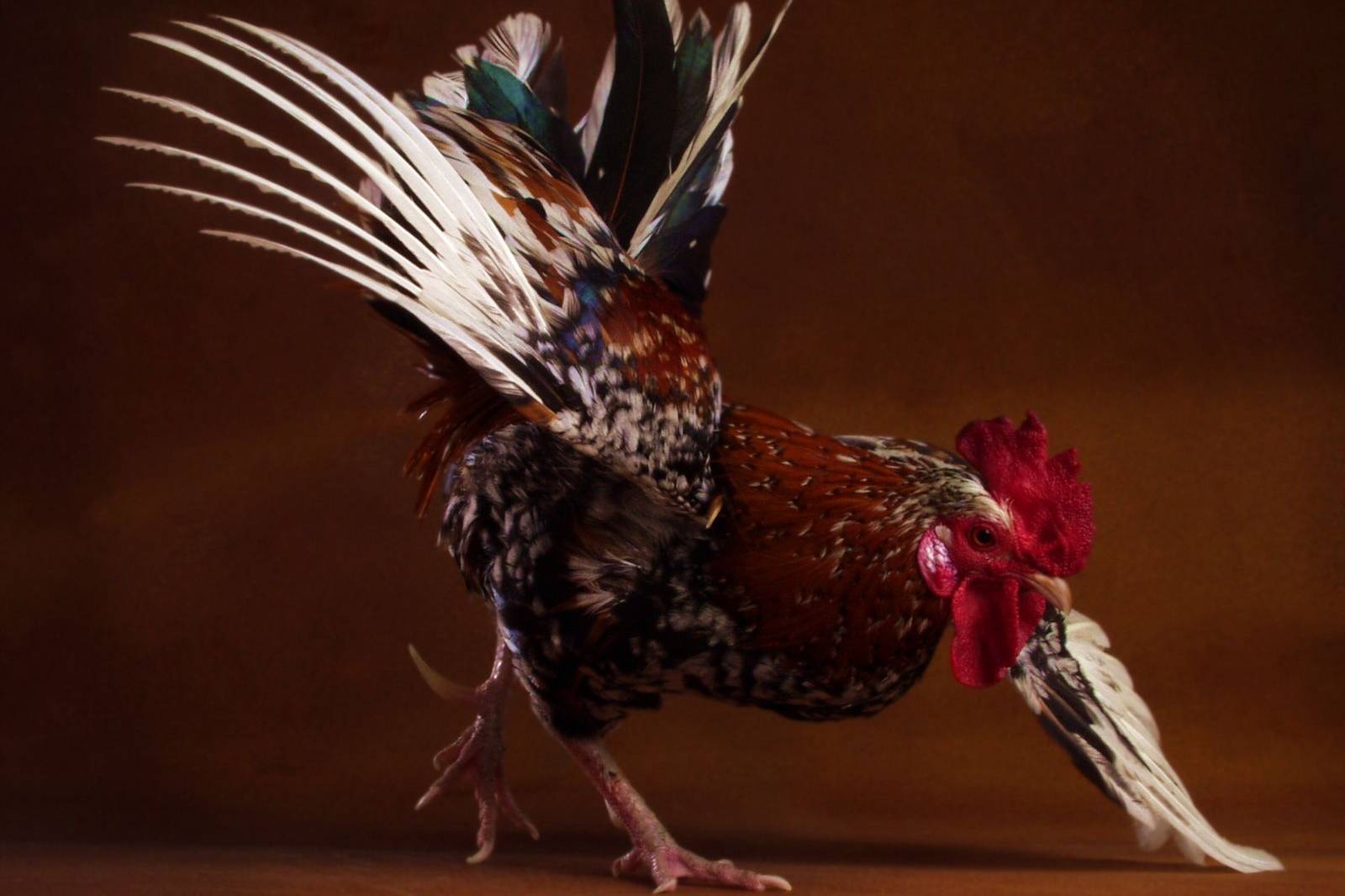 There's a day for everything, from cake tossing to plant walking