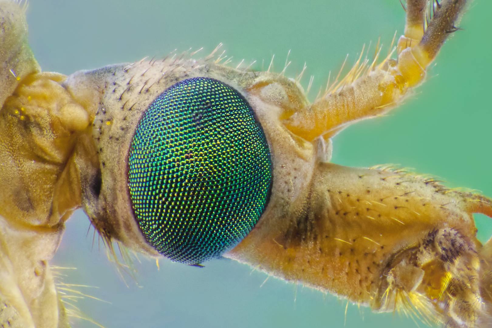 Science moves closer to killing malaria with mutant mosquitos