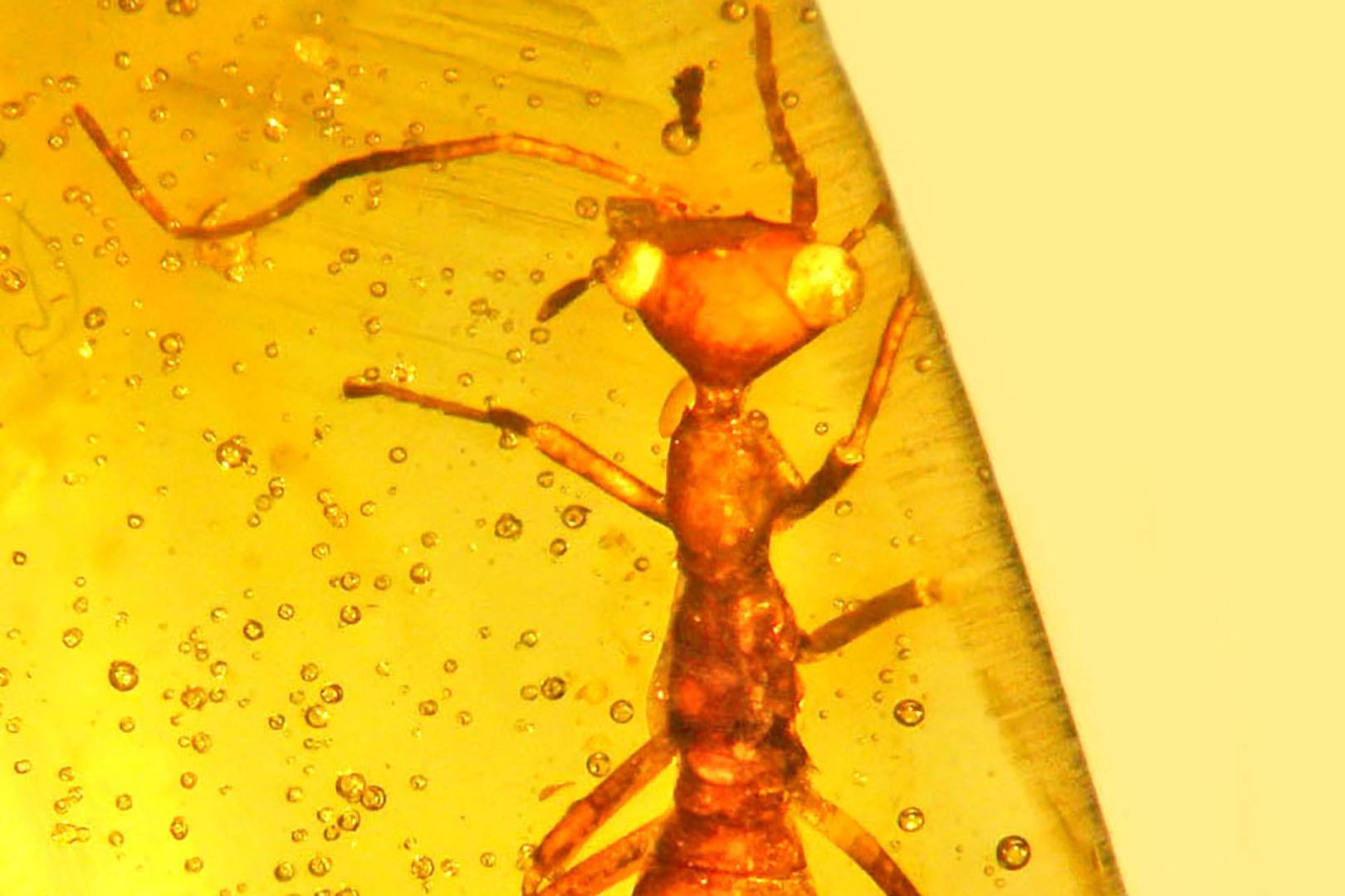 100-million-year-old 'E.T.-like' bug found preserved in amber