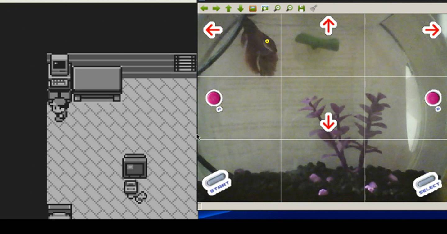 There is a fish playing Pokemon on Twitch right now WIRED UK