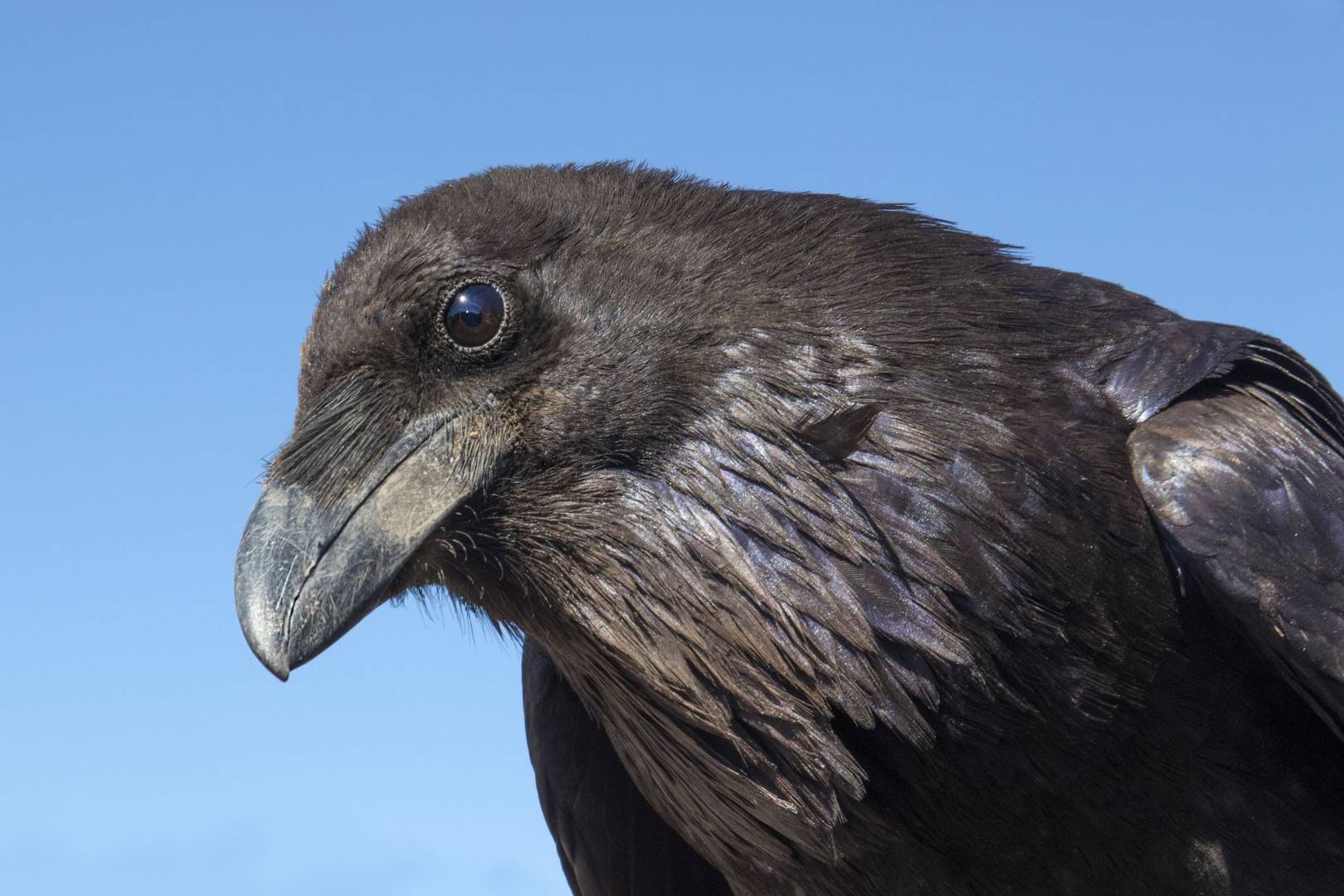Calculating, plotting ravens make plans for their future