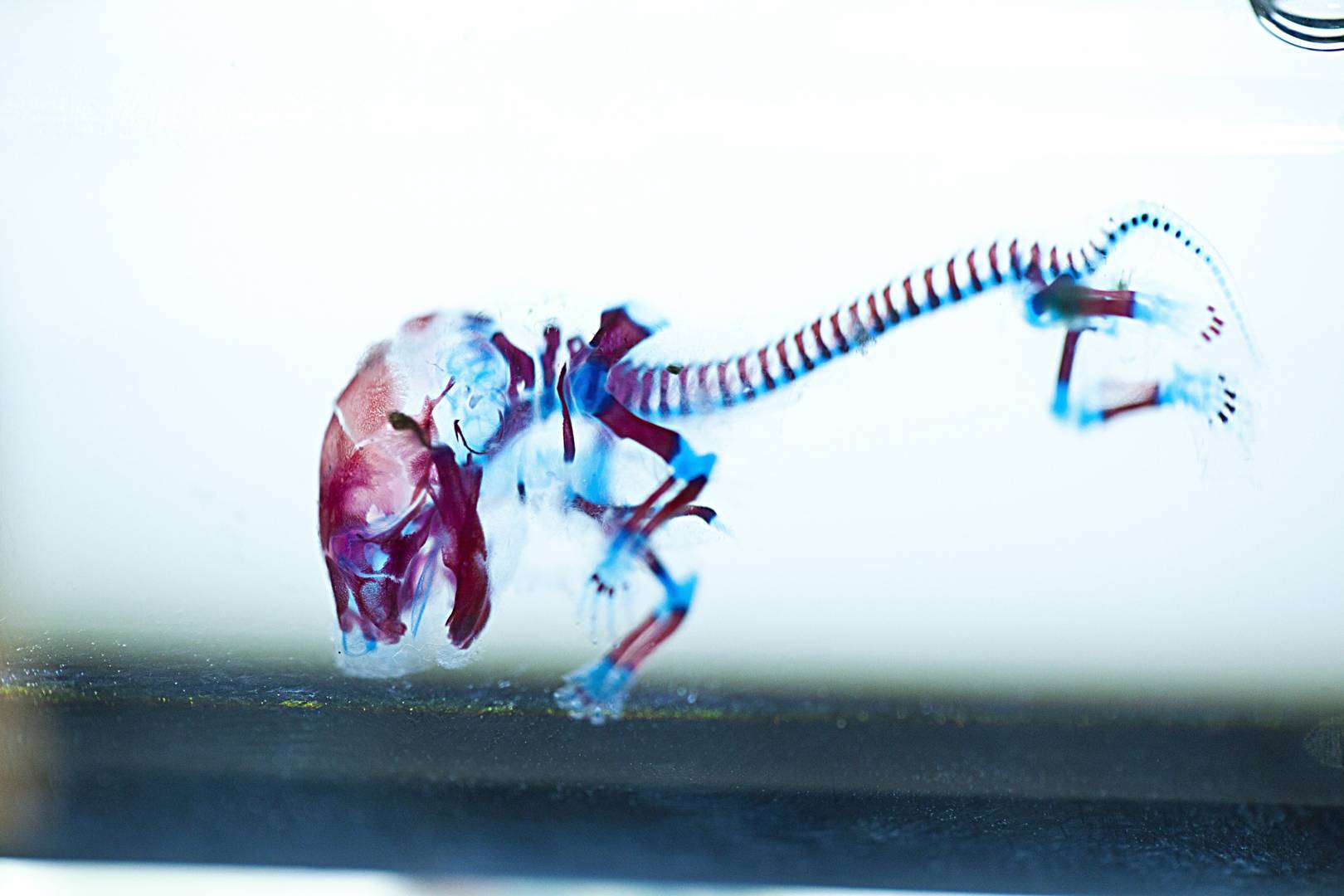 BioSteel goats and alcoholic rats: this museum takes a different view of nature