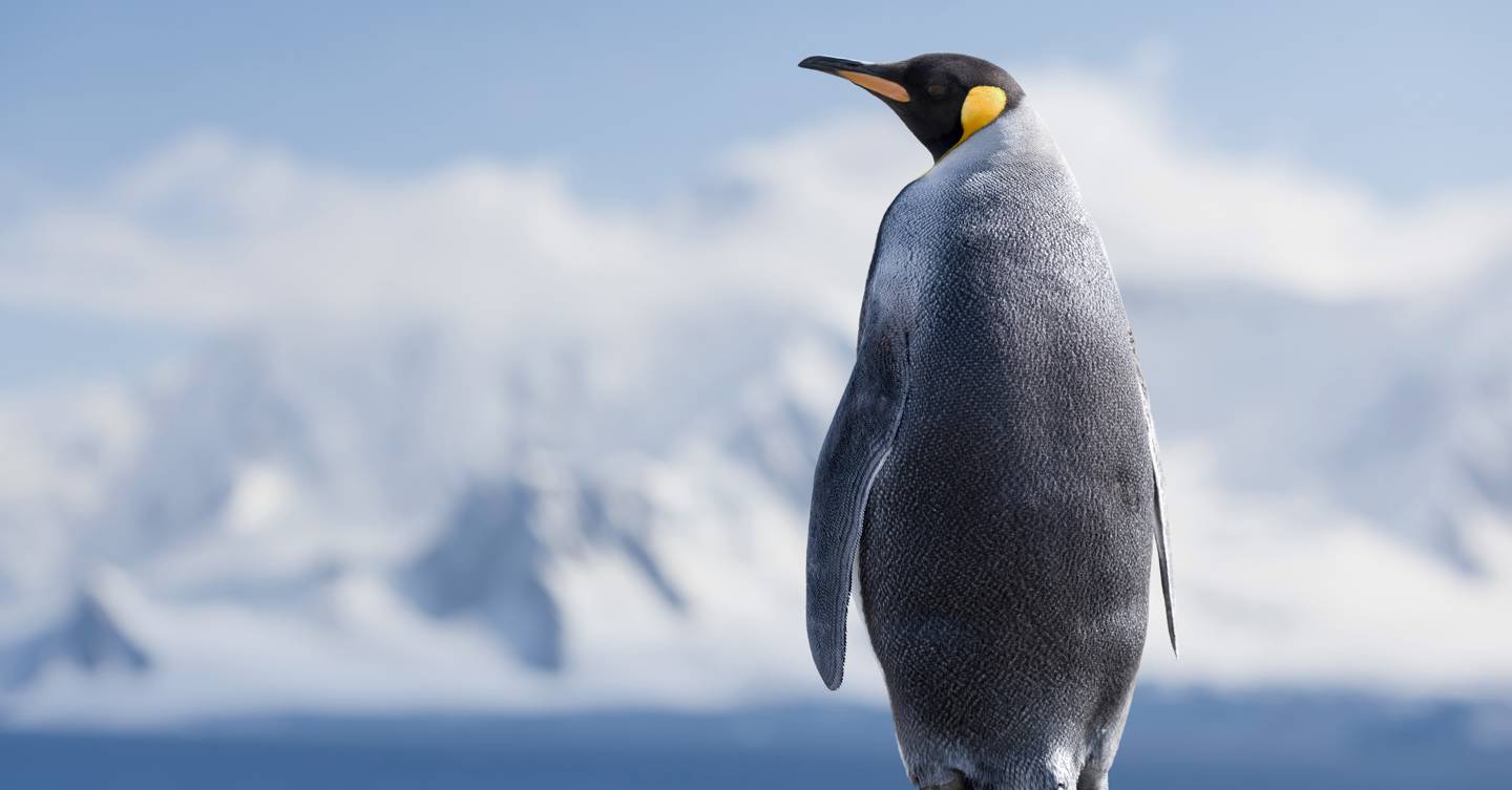 The mystery of the world's loneliest penguins - Vimarsana News