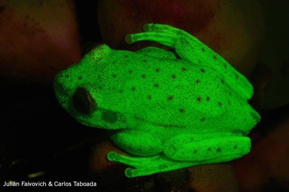 These glowing tree frogs are literally unmissable