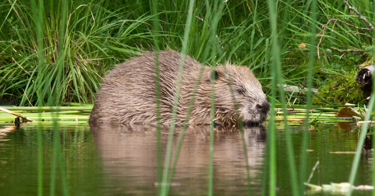 Native scottish animals information