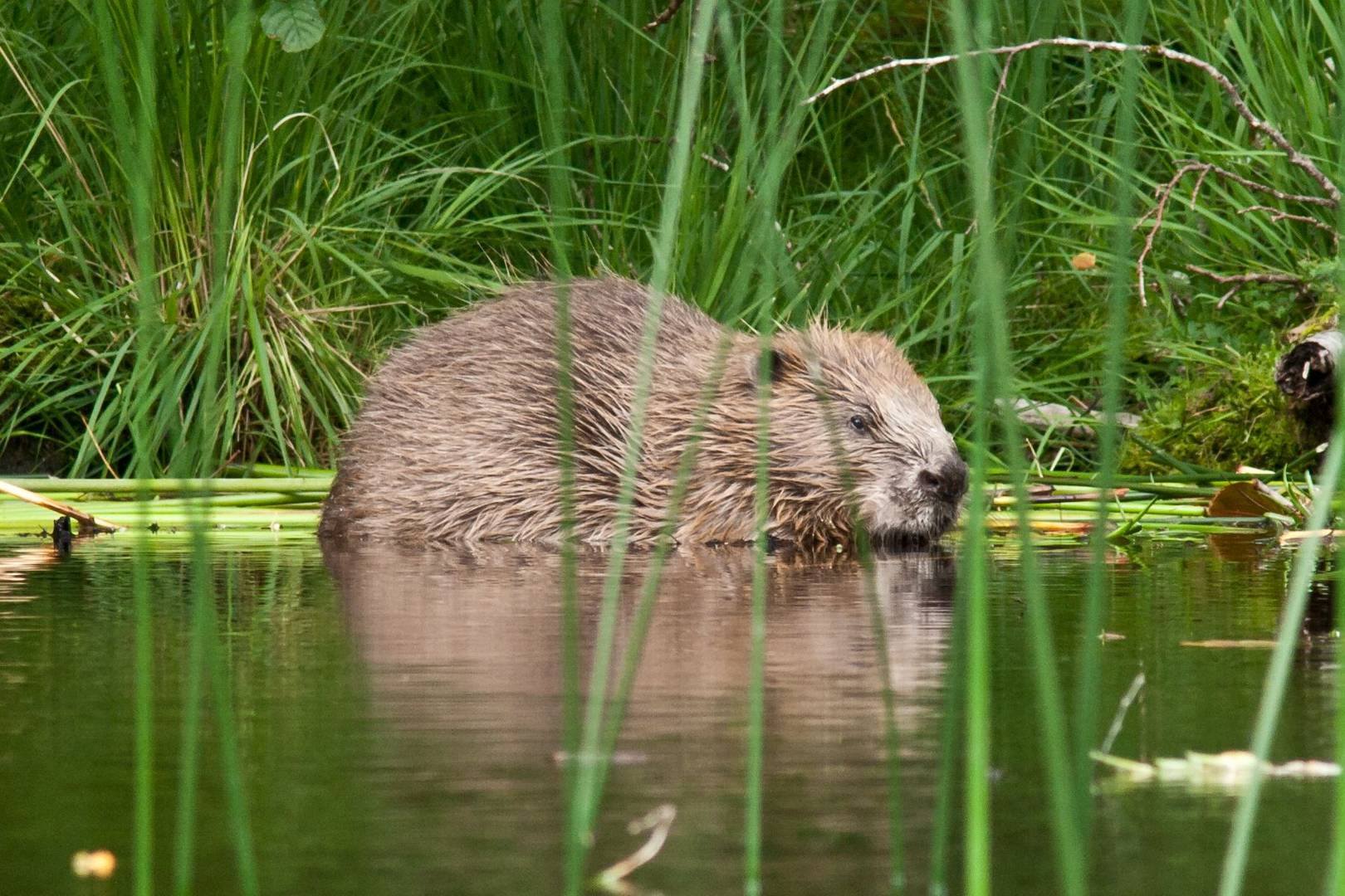 Beavers are back! The animals are native to Scotland again after 400 years