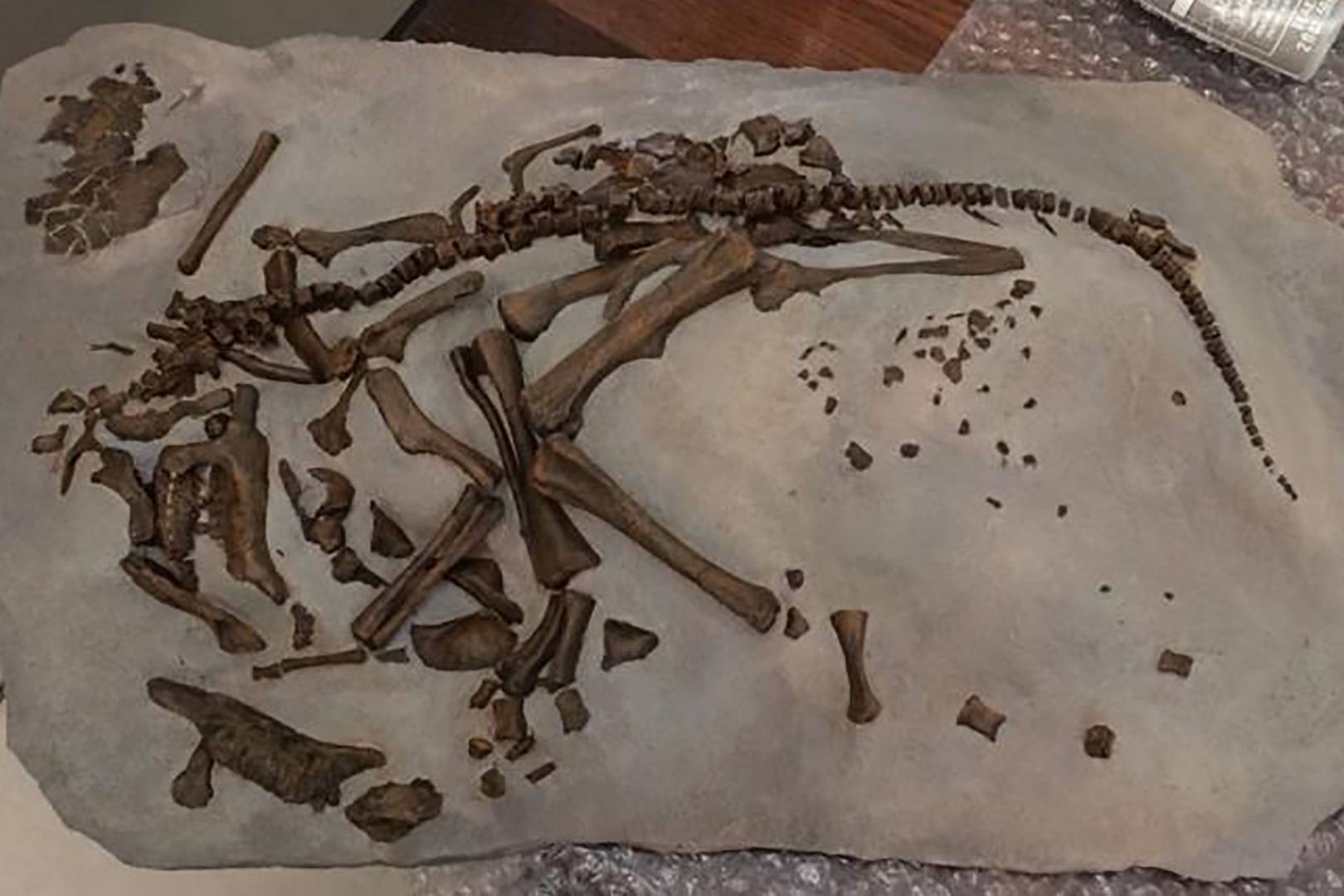 Why did dinosaurs die out when other creatures survived? The key is in the egg