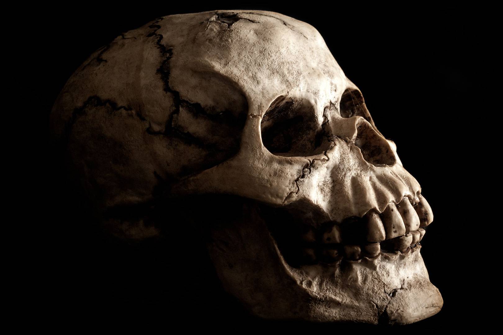 Earth has entered into a sixth mass extinction event