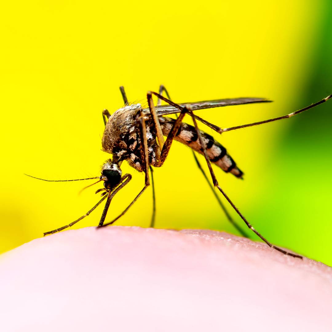 Image: Climate change is fuelling the spread of deadly tropical diseases