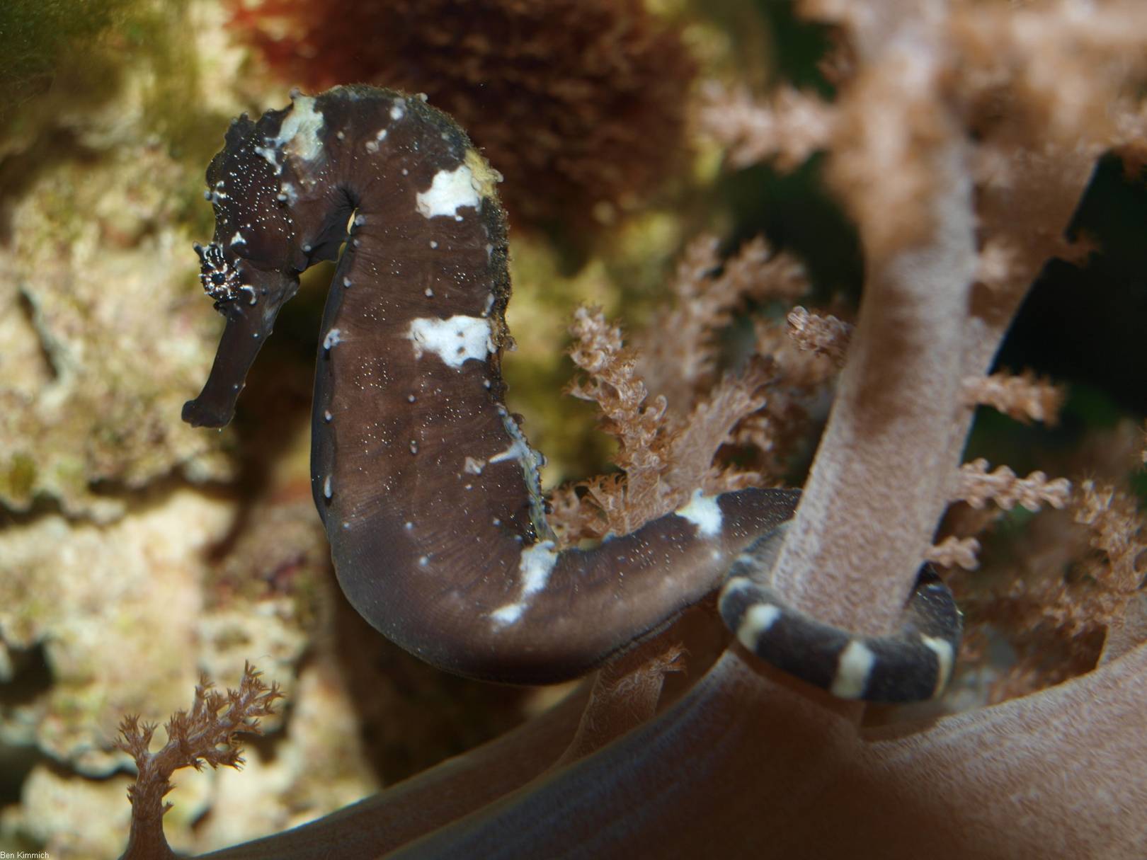 Unlocking the secrets of why seahorse males give birth