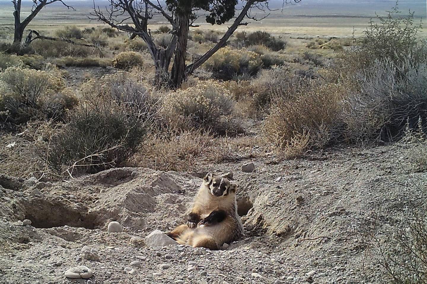 A badger was caught on camera burying an entire cow