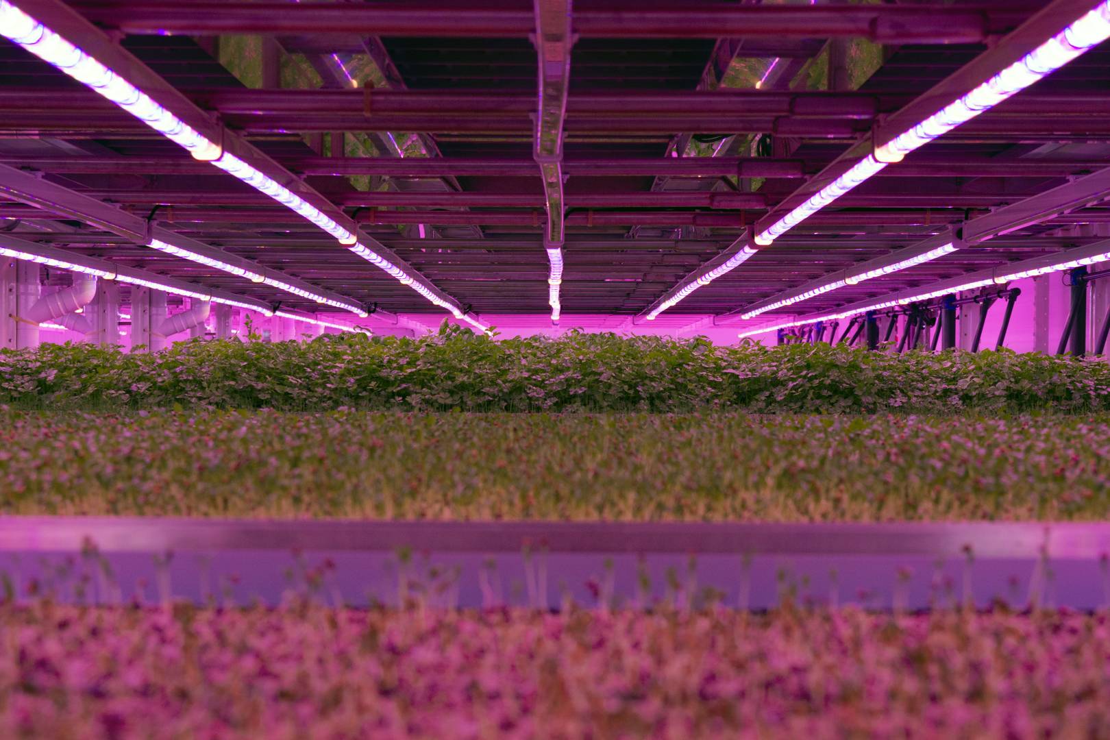 Europe's largest vertical farm is out to crack the hydroponic puzzle