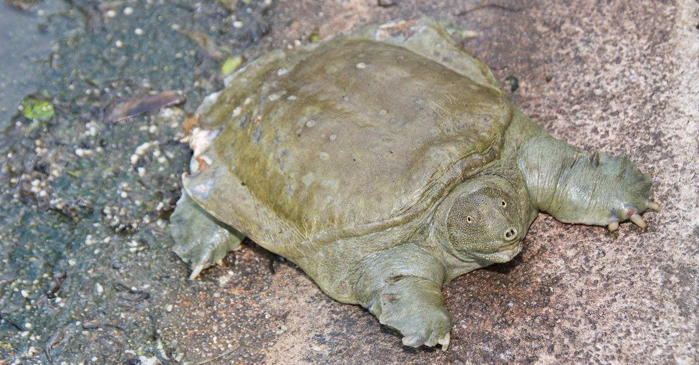 Chinese soft-shelled turtles mainly urinate from their ...