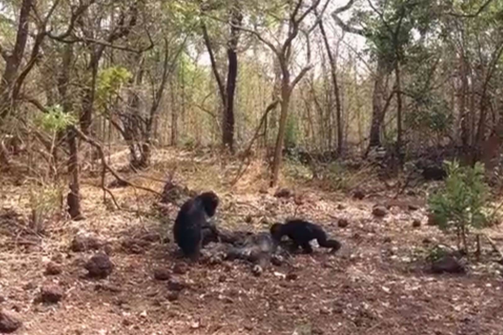 Chimpanzee brutally attacked, then eaten, by his own family
