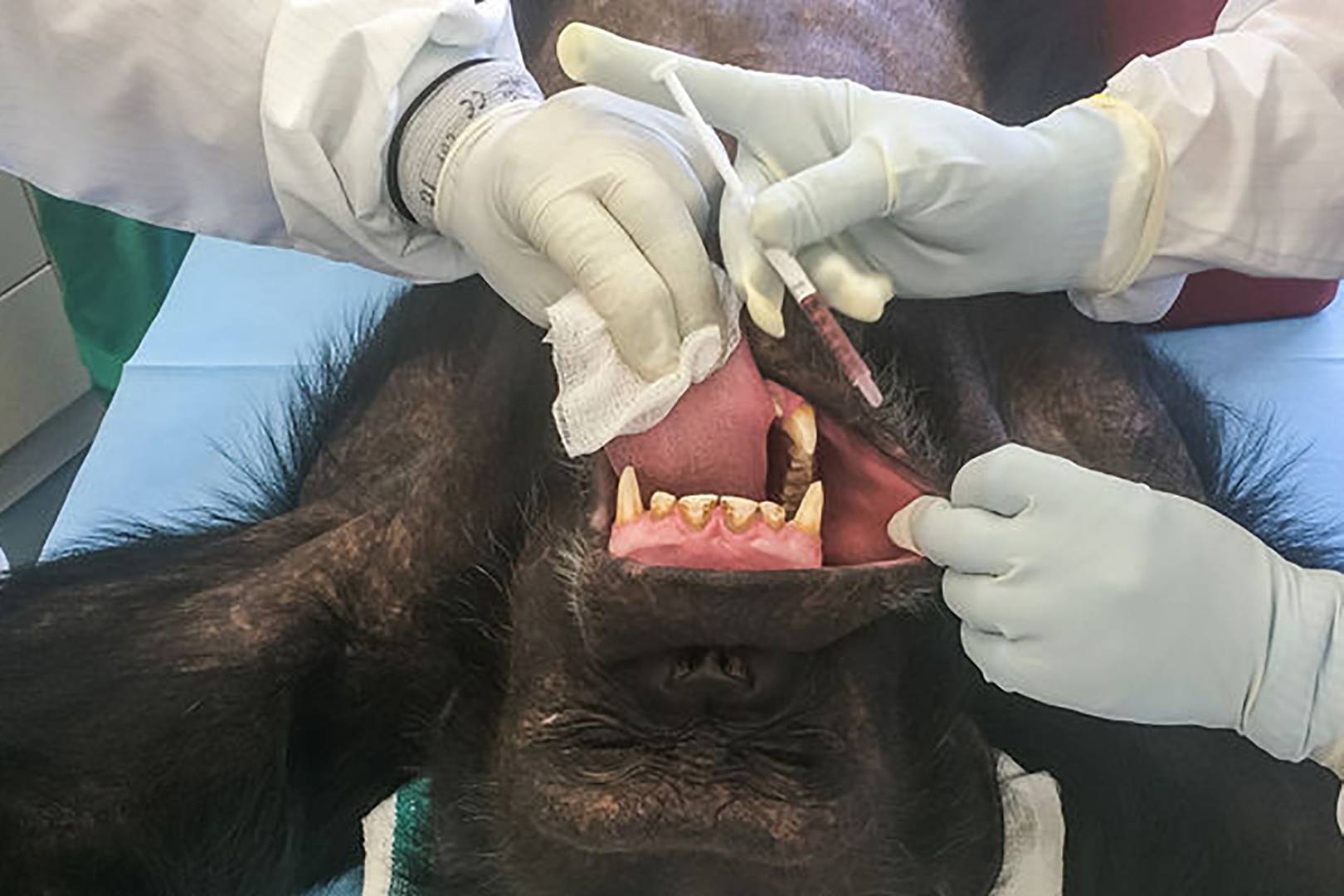 Ebola vaccine trial for great apes shows promise