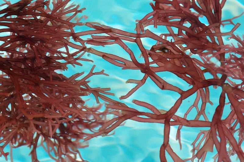 The key to boosting your phone's battery life? Seaweed
