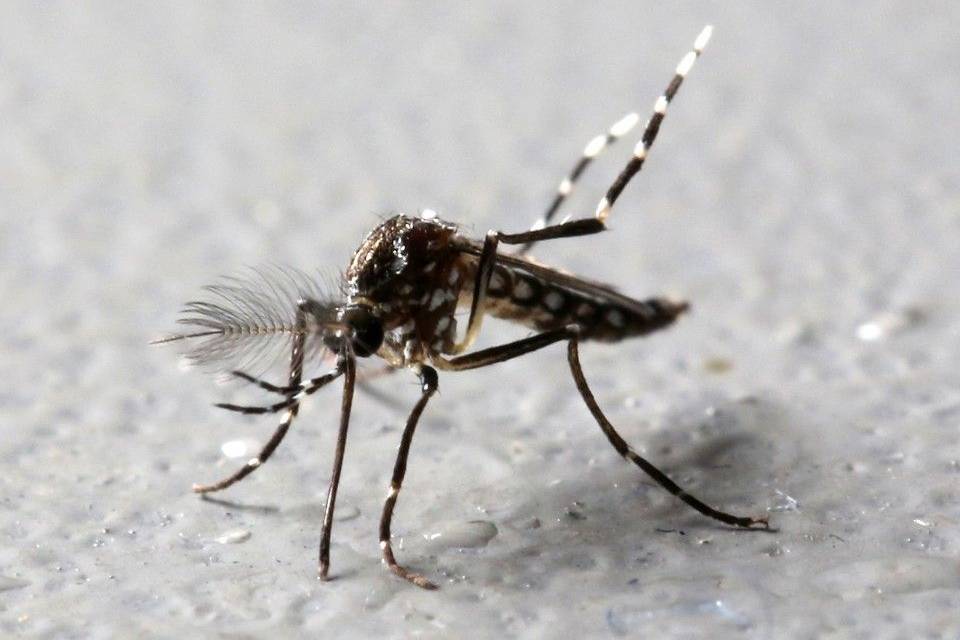 Your phone's microphone could help cure malaria