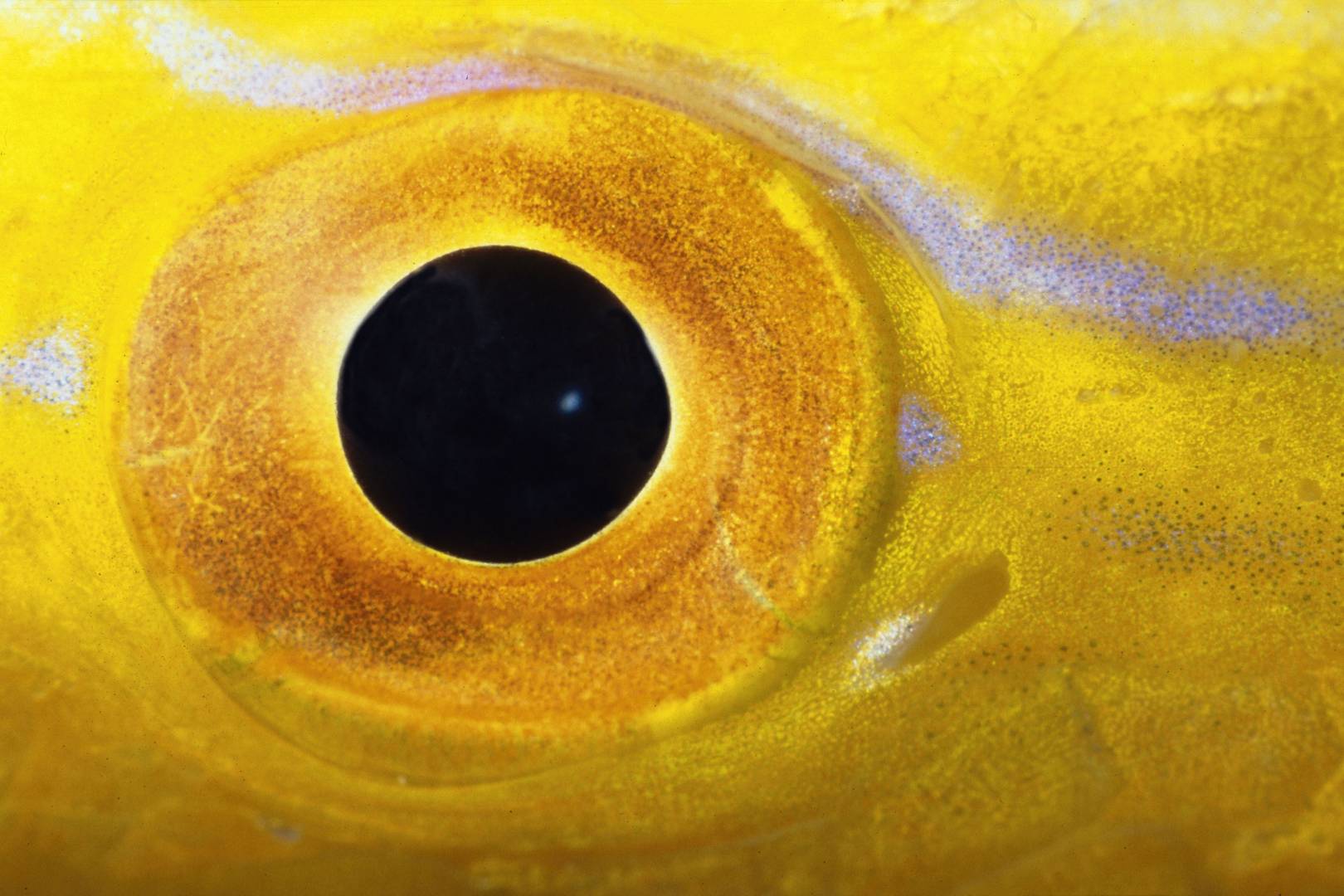 Colour, sex and violence: the bizarre world of vision