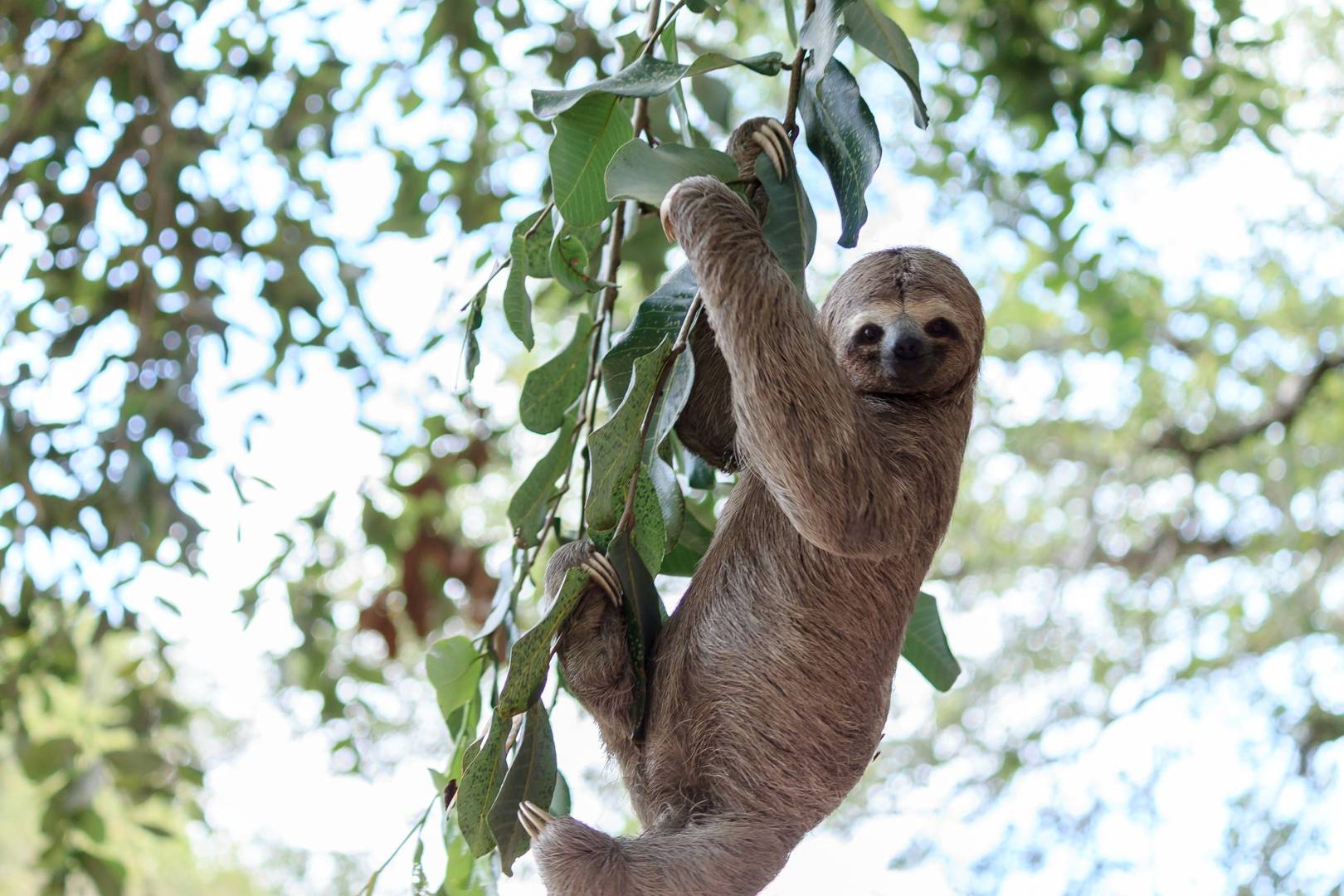 Meet Tarzan, the swinging robot farmer inspired by a sloth